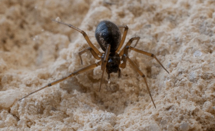 Tenuiphantes_alacris-0.jpg