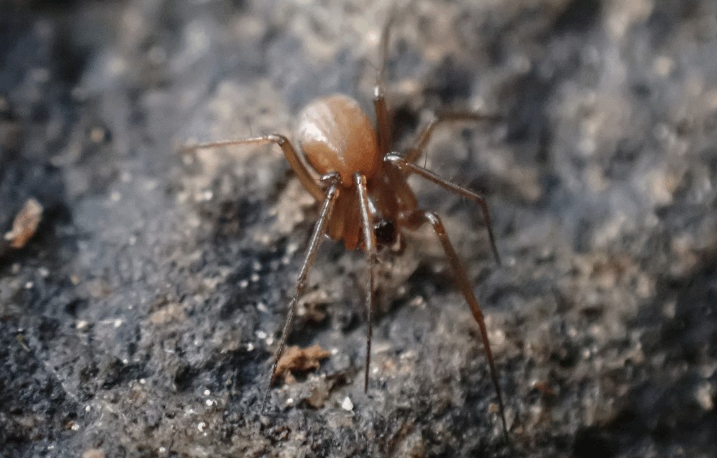 Tenuiphantes_alacris-1.jpg