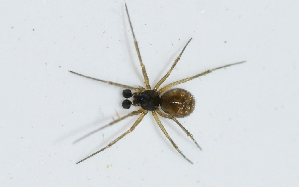 Tenuiphantes_alacris-2.jpg