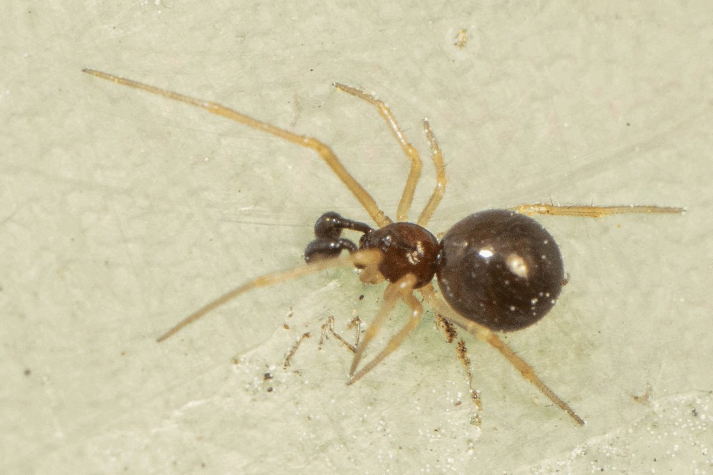 Tenuiphantes_cristatus-0.jpg