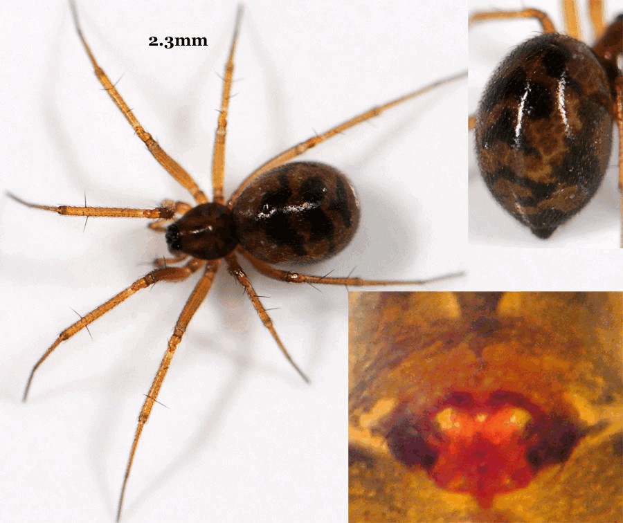 Tenuiphantes_cristatus-6.jpg