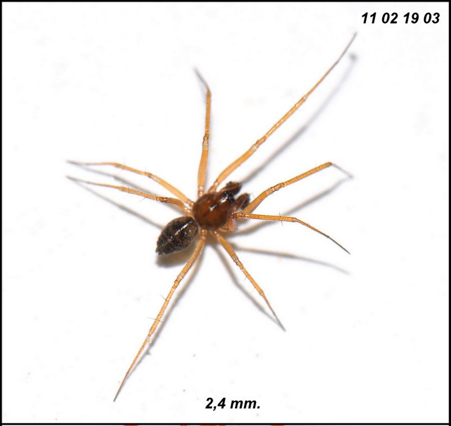Tenuiphantes_cristatus-7.jpg