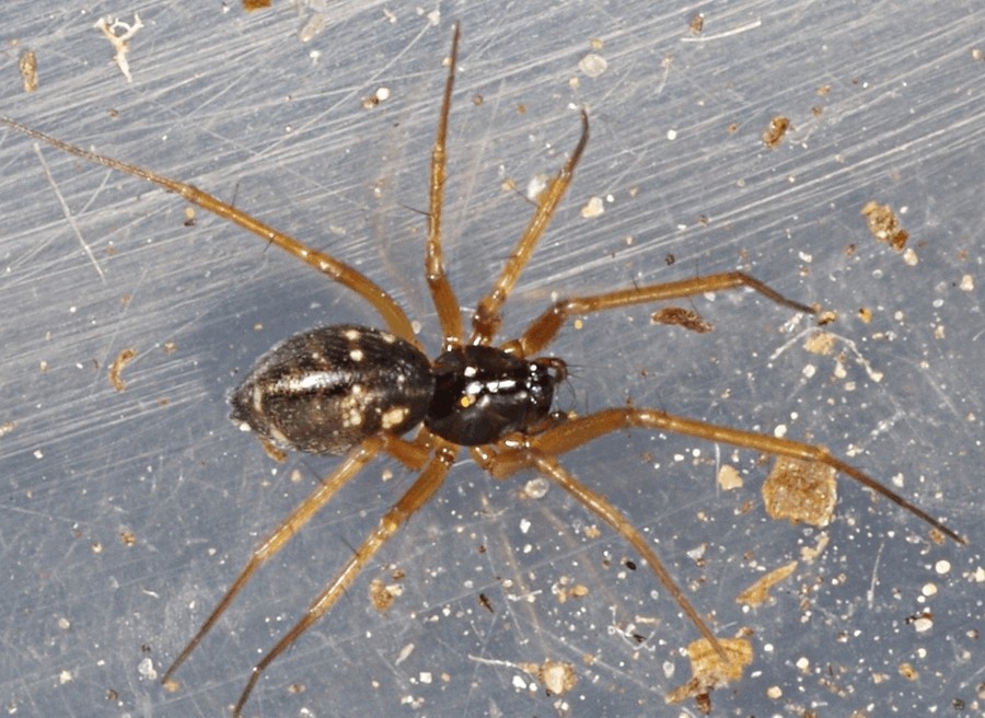 Tenuiphantes_flavipes-1.jpg
