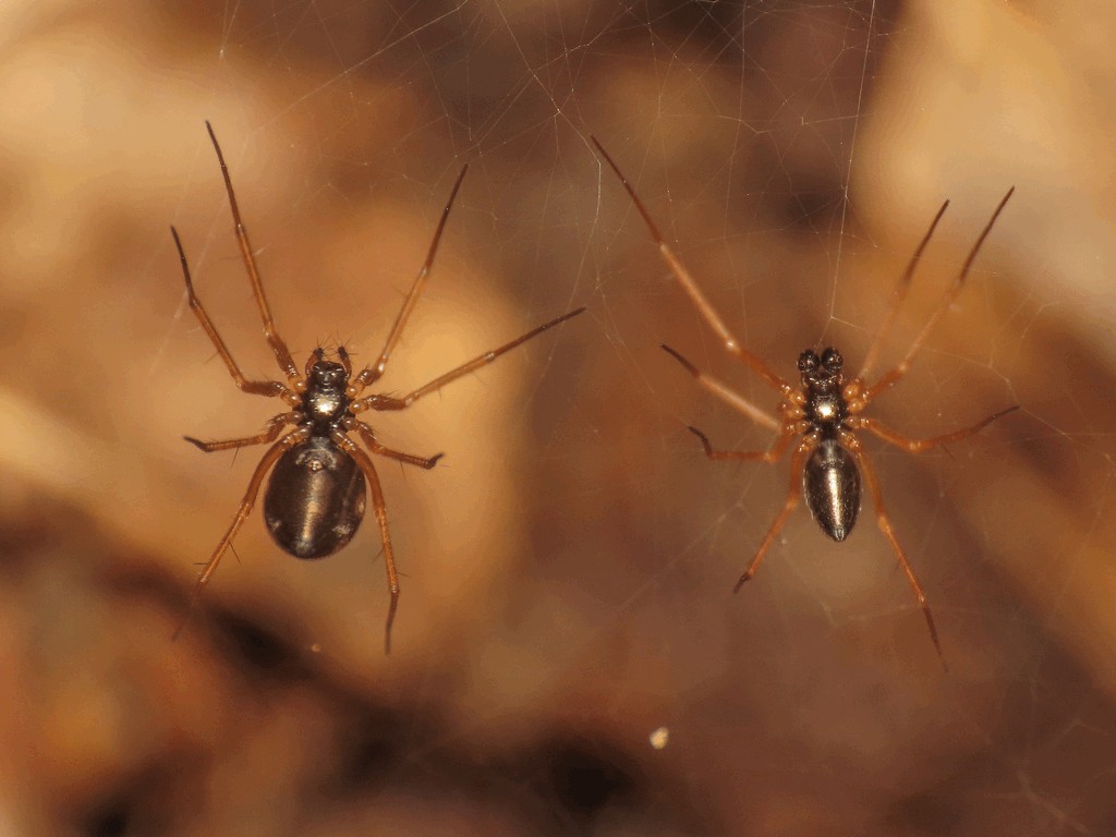 Tenuiphantes_flavipes-2.jpg