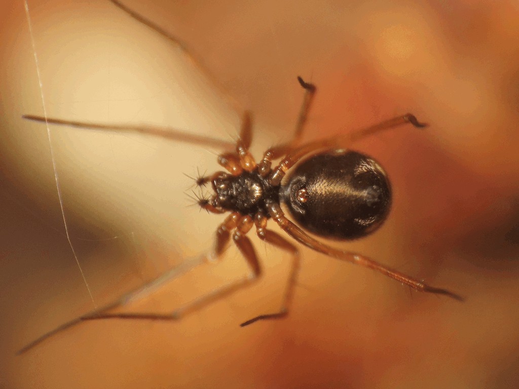 Tenuiphantes_flavipes-2a.jpg