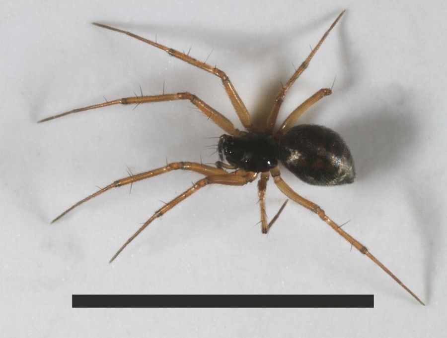 Tenuiphantes_flavipes-3.jpg