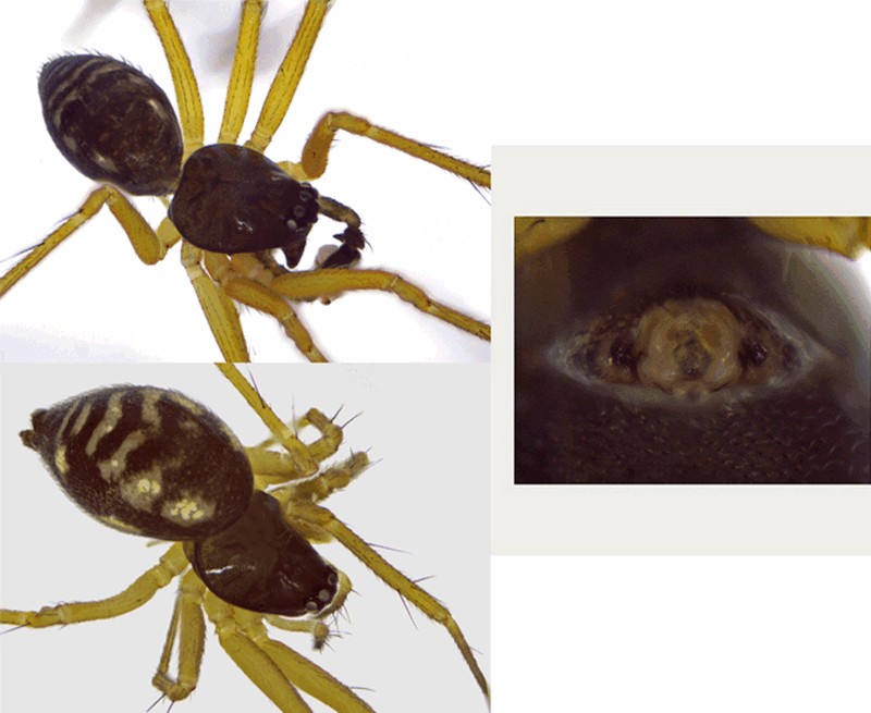 Tenuiphantes_flavipes-4.jpg