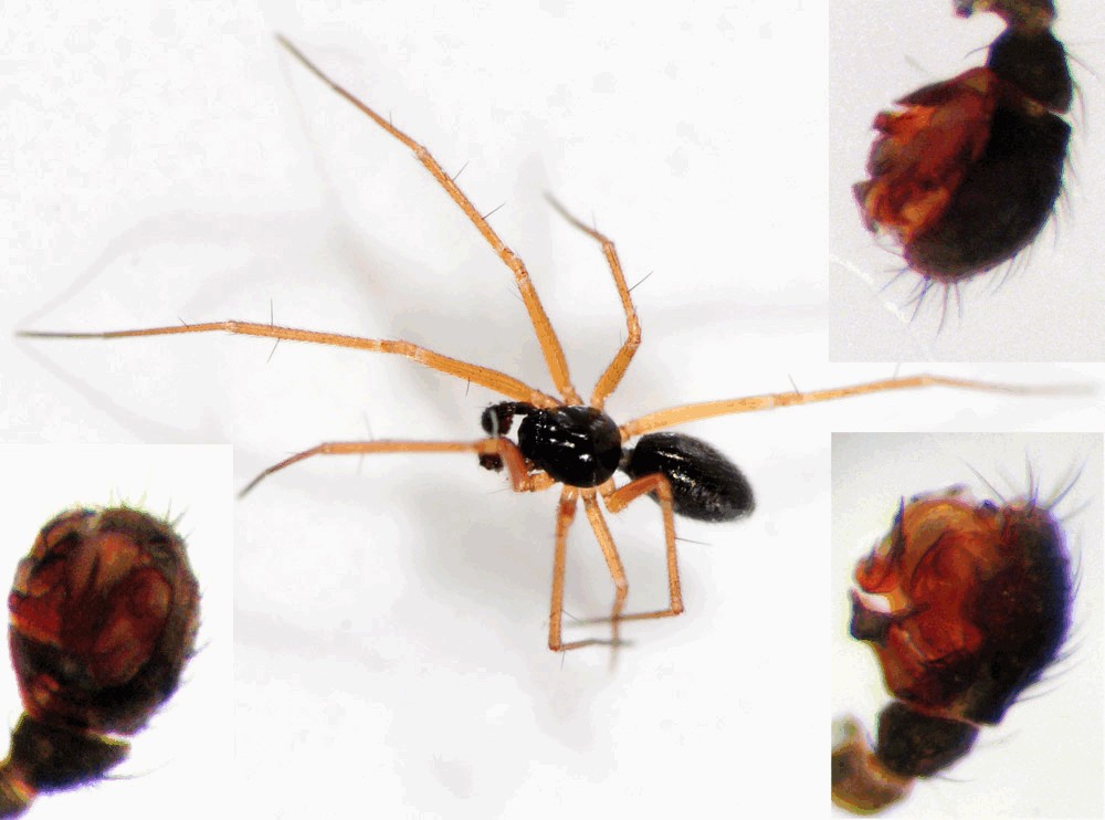 Tenuiphantes_flavipes-5.jpg