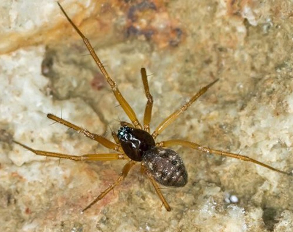 Tenuiphantes_mengei-2.jpg