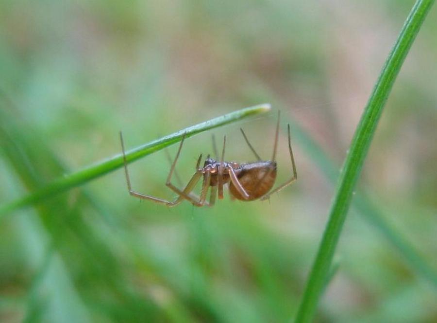 Tenuiphantes_mengei-3.jpg