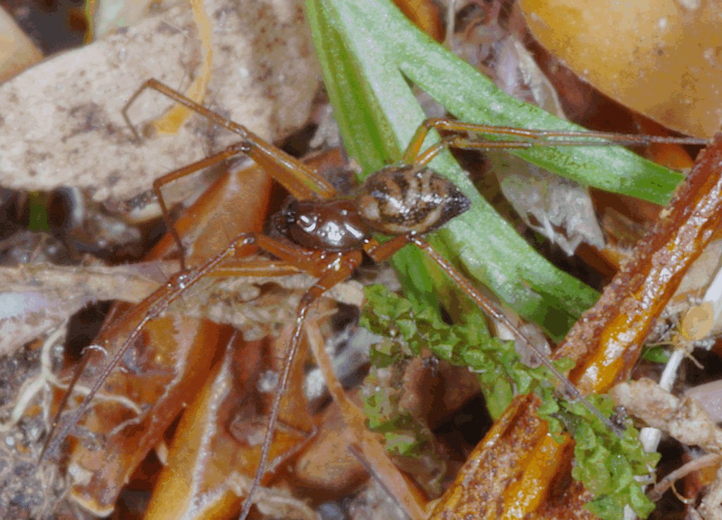 Tenuiphantes_mengei-4.jpg