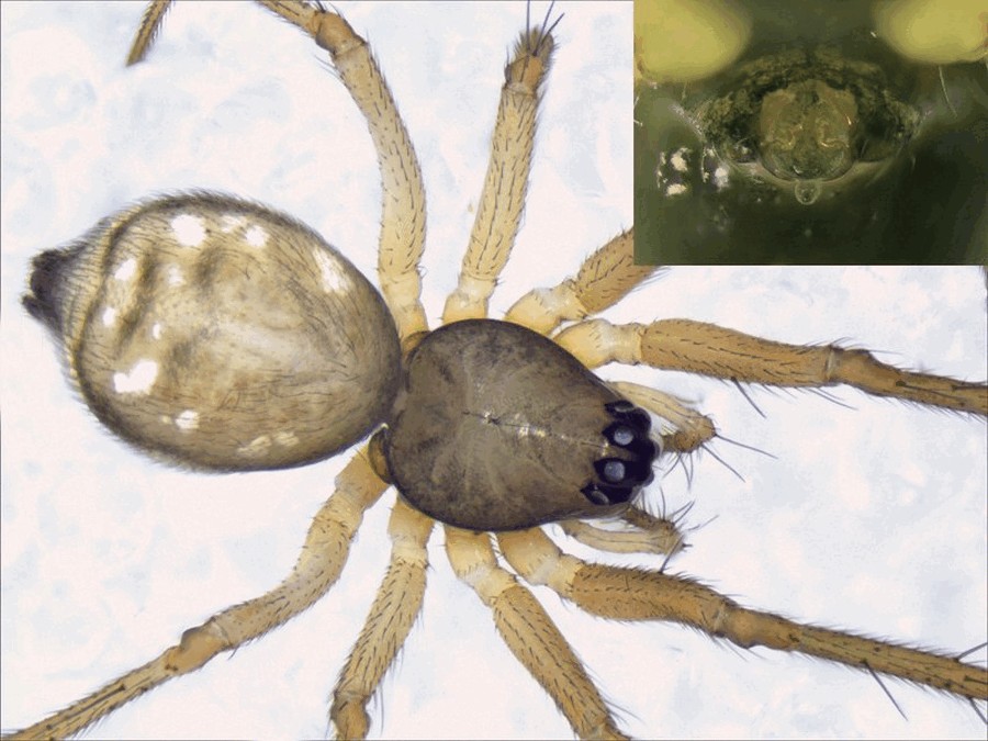 Tenuiphantes_mengei-5.jpg