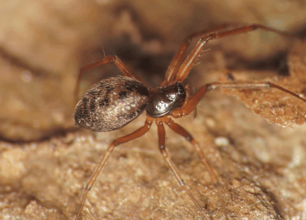 Tenuiphantes_tenuis-1.jpg