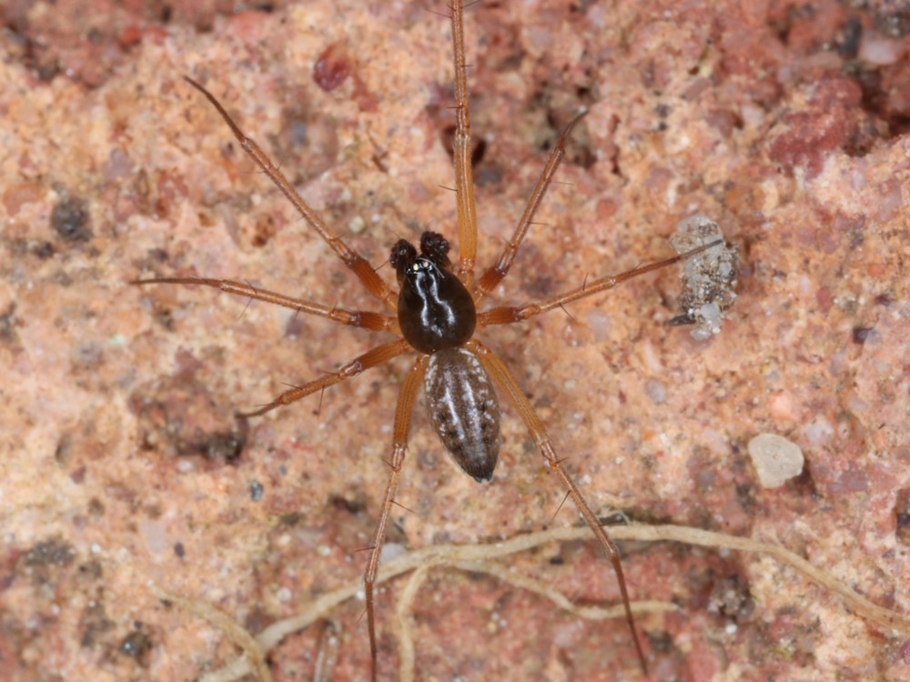 Tenuiphantes_tenuis-4.jpg