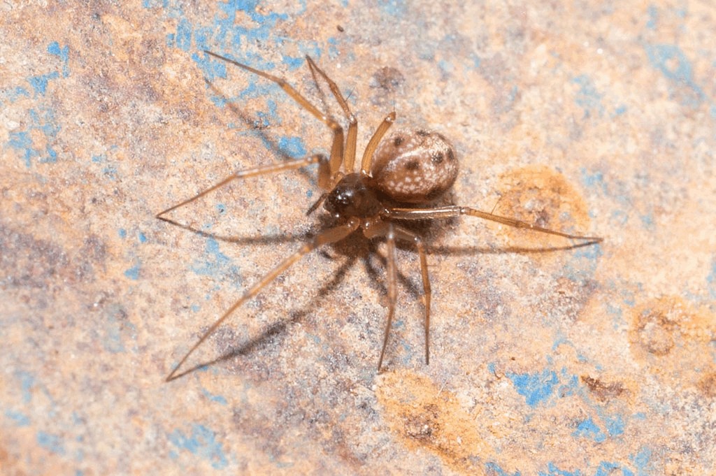 Tenuiphantes_tenuis-5.jpg