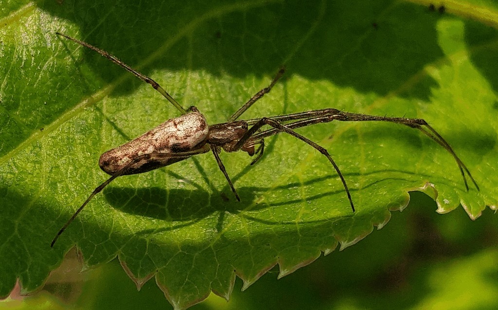 Tetragnatha_dearmata-1.jpg