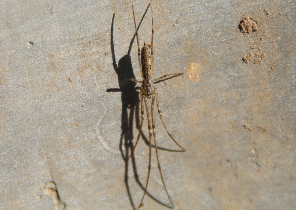 Tetragnatha_dearmata-2.jpg