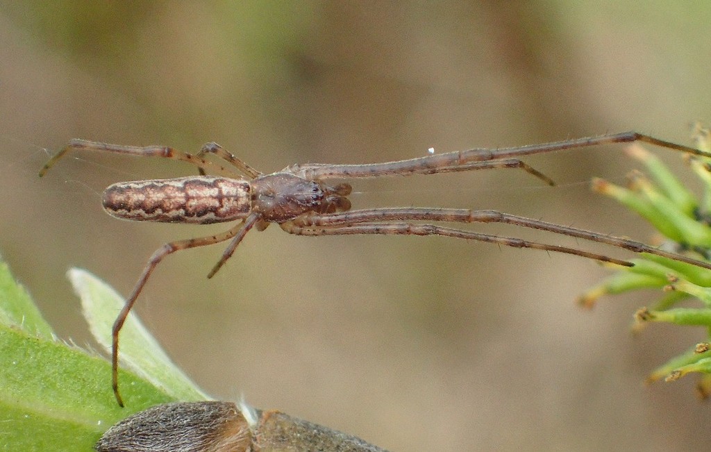 Tetragnatha_dearmata-3.jpg