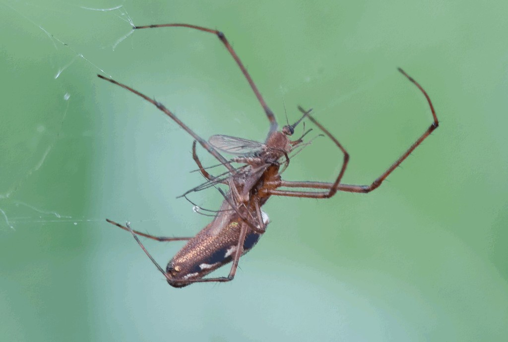 Tetragnatha_dearmata-4.jpg