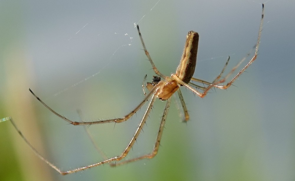 Tetragnatha_dearmata-5.jpg