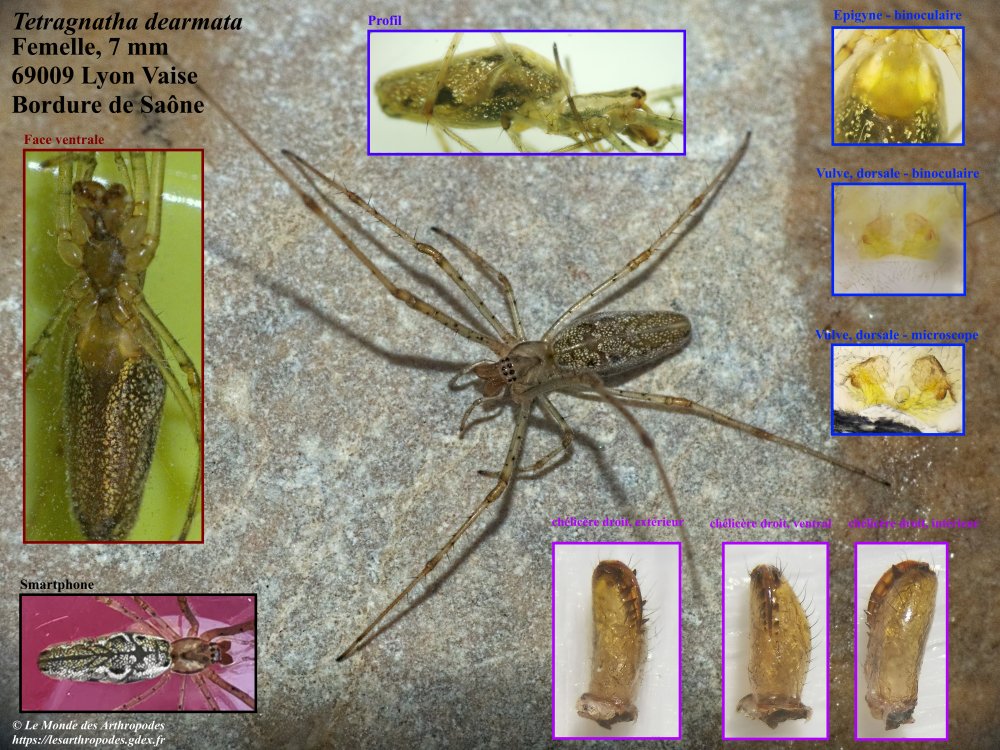 Tetragnatha_dearmata-6.jpg
