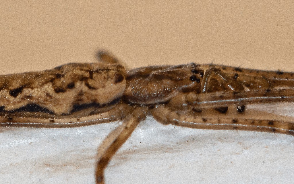 Tetragnatha_dearmata-7.jpg