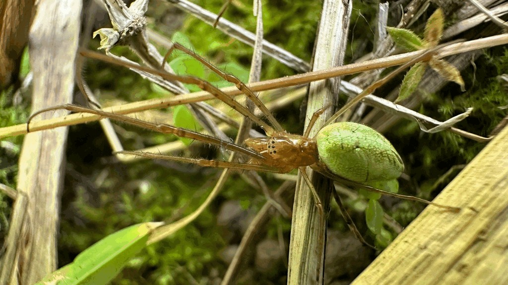 Tetragnatha_extensa-1.jpg