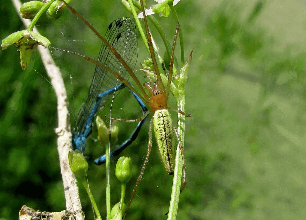 Tetragnatha_extensa-2.jpg