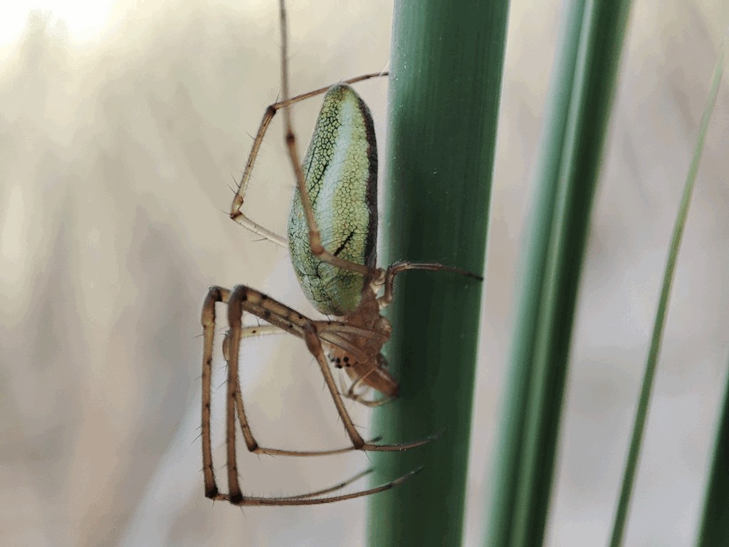 Tetragnatha_extensa-3.jpg