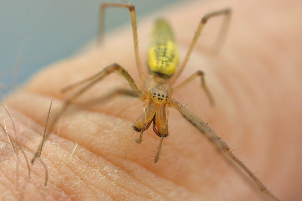 Tetragnatha_extensa-4.jpg