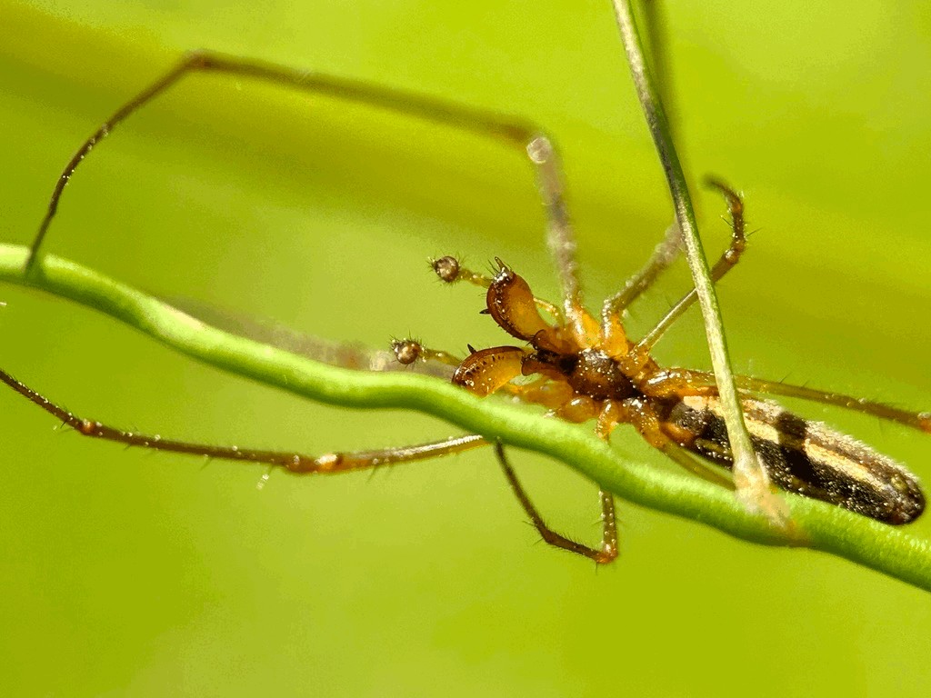 Tetragnatha_extensa-5.jpg