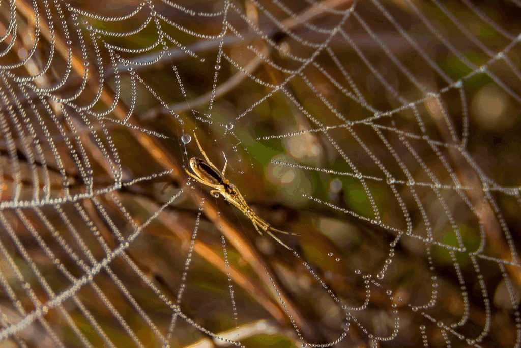 Tetragnatha_extensa-6.jpg