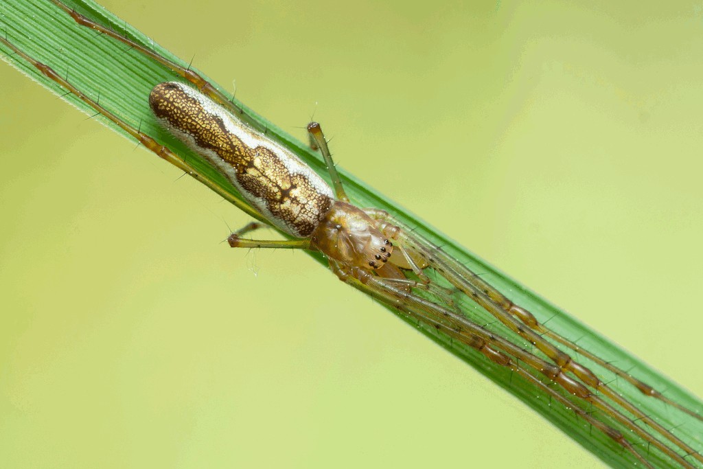Tetragnatha_montana-1.jpg