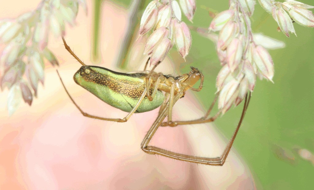 Tetragnatha_montana-2.jpg