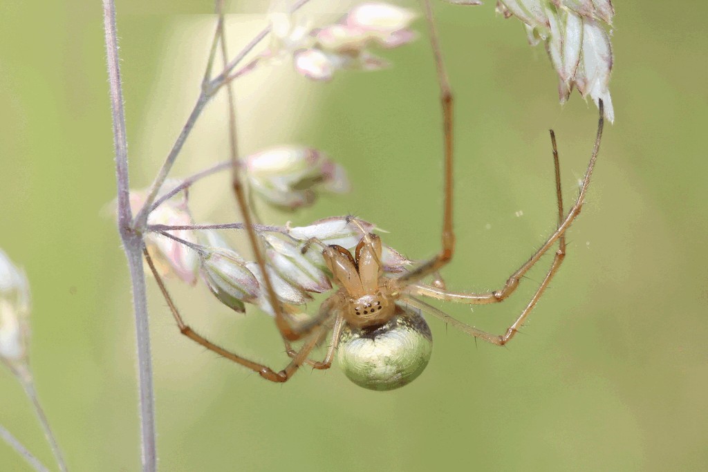 Tetragnatha_montana-3.jpg