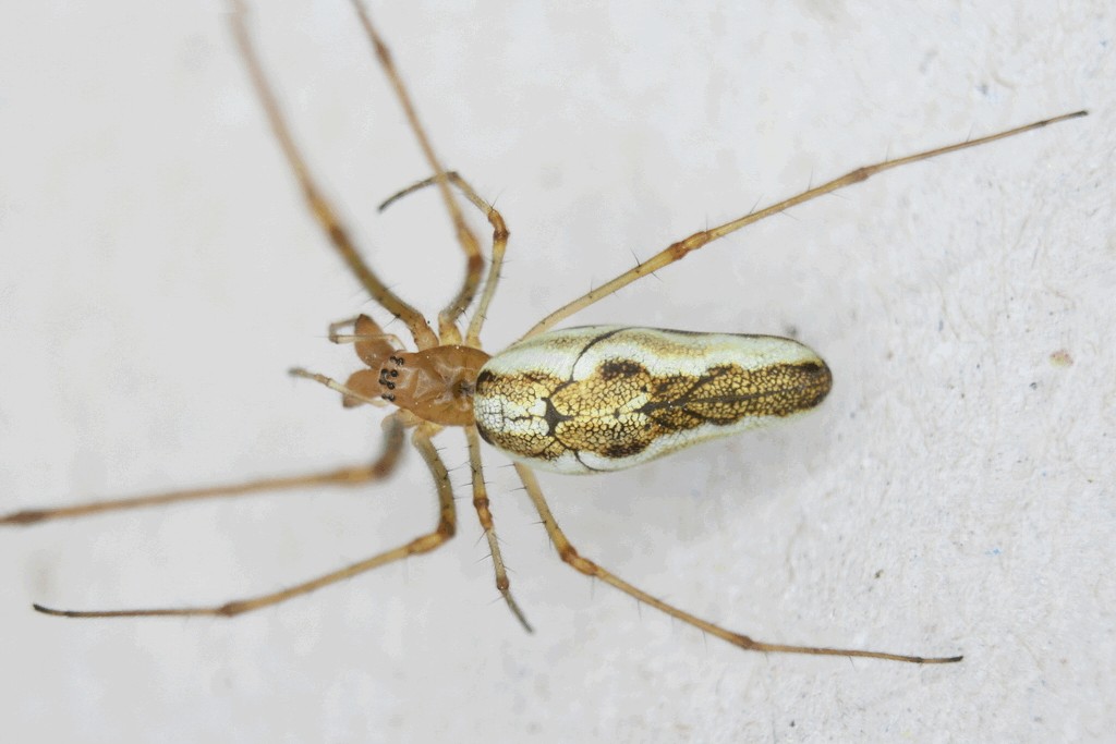 Tetragnatha_montana-4.jpg