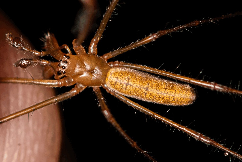 Tetragnatha_montana-5.jpg