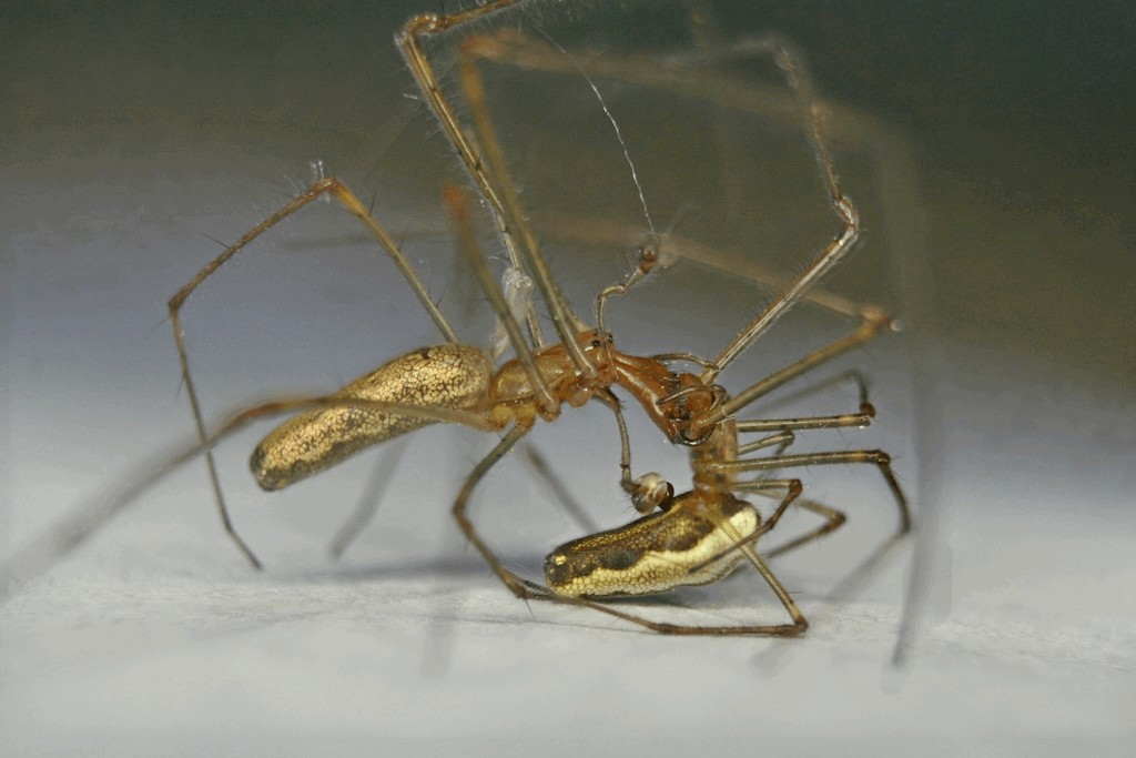 Tetragnatha_montana-6.jpg