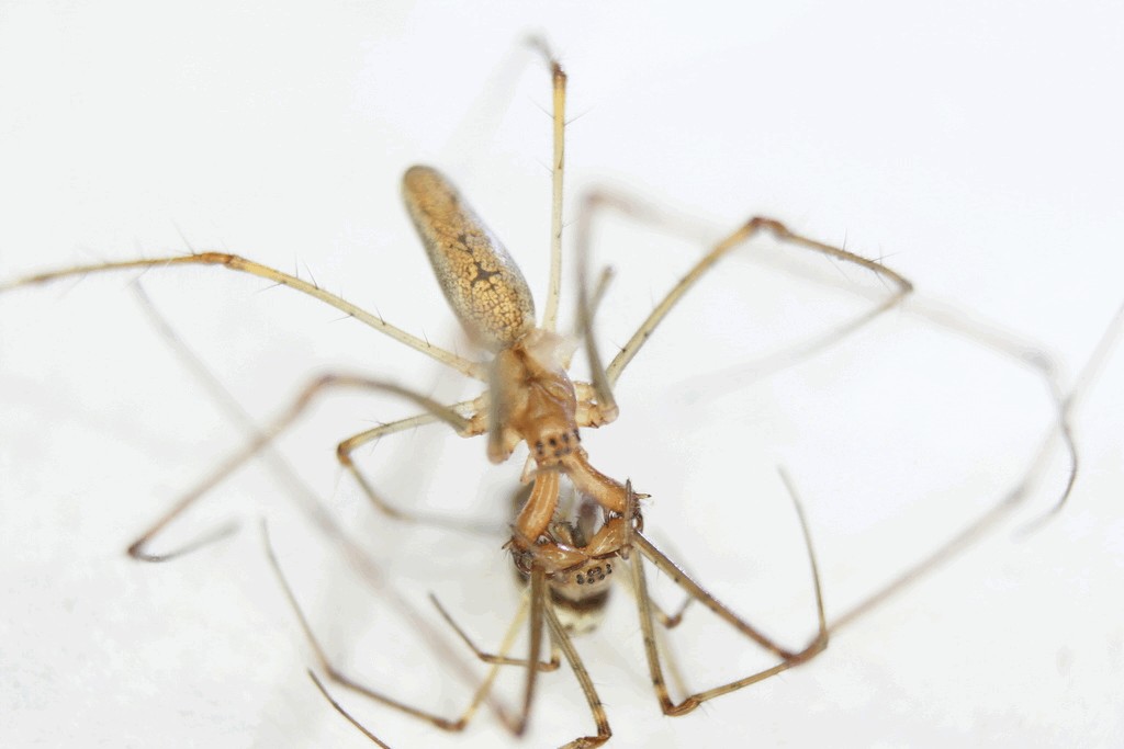 Tetragnatha_montana-7.jpg