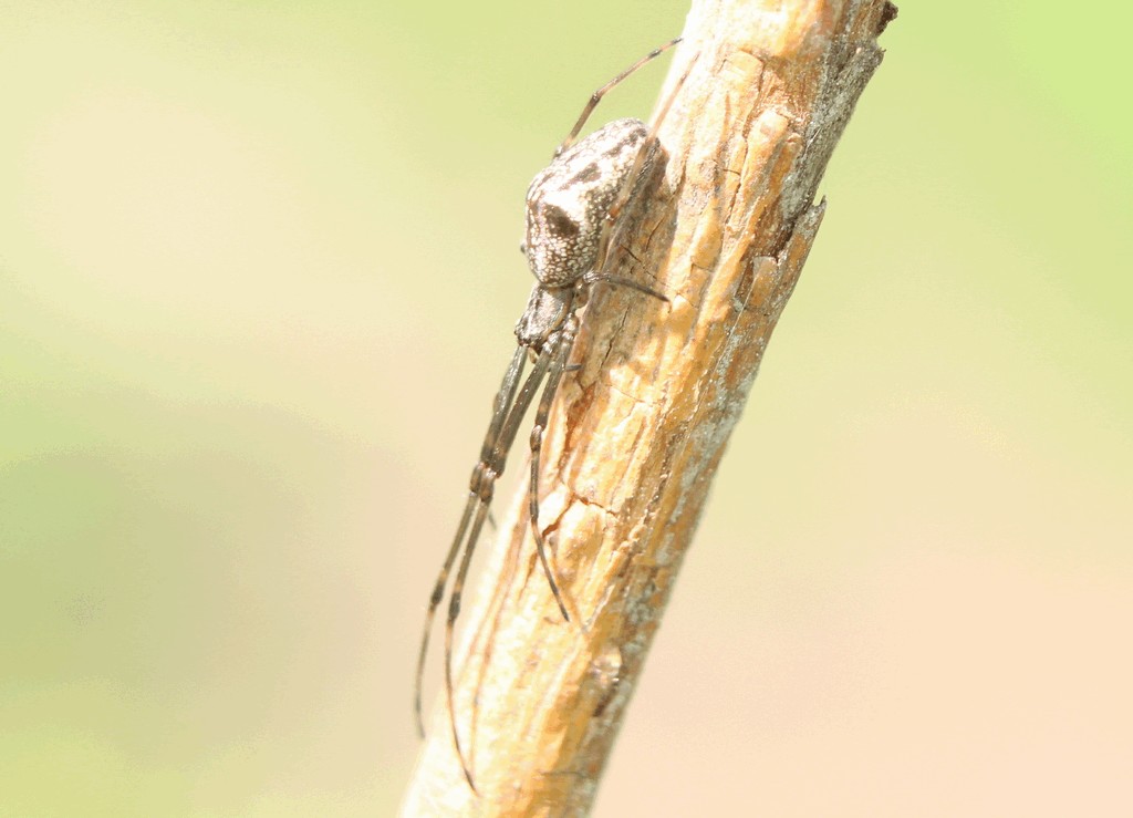 Tetragnatha_nigrita-2.jpg