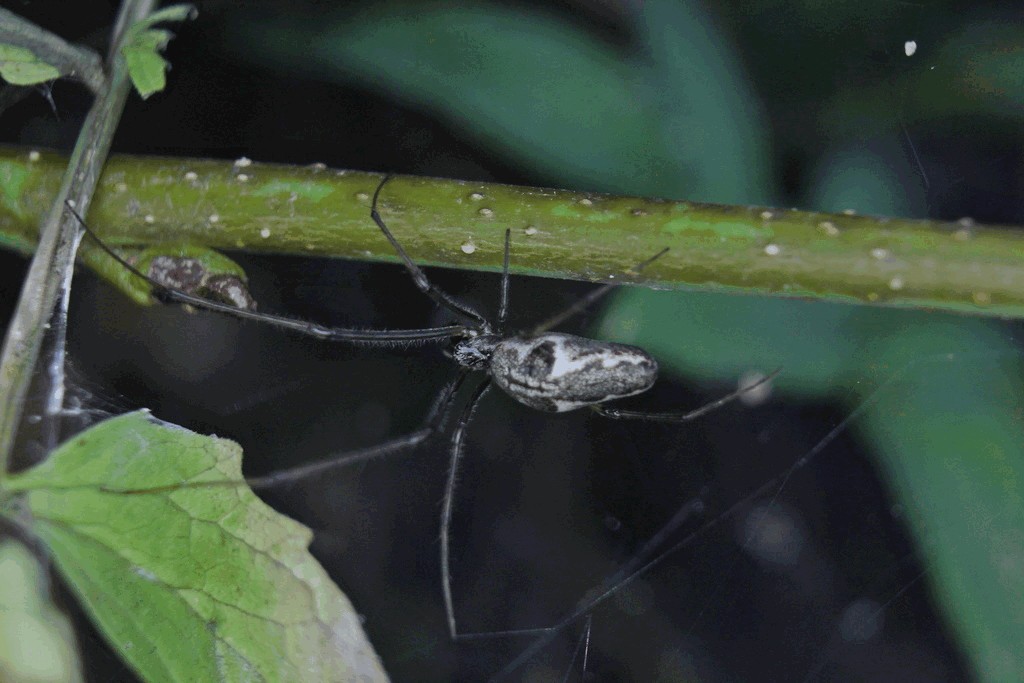 Tetragnatha_nigrita-3.jpg