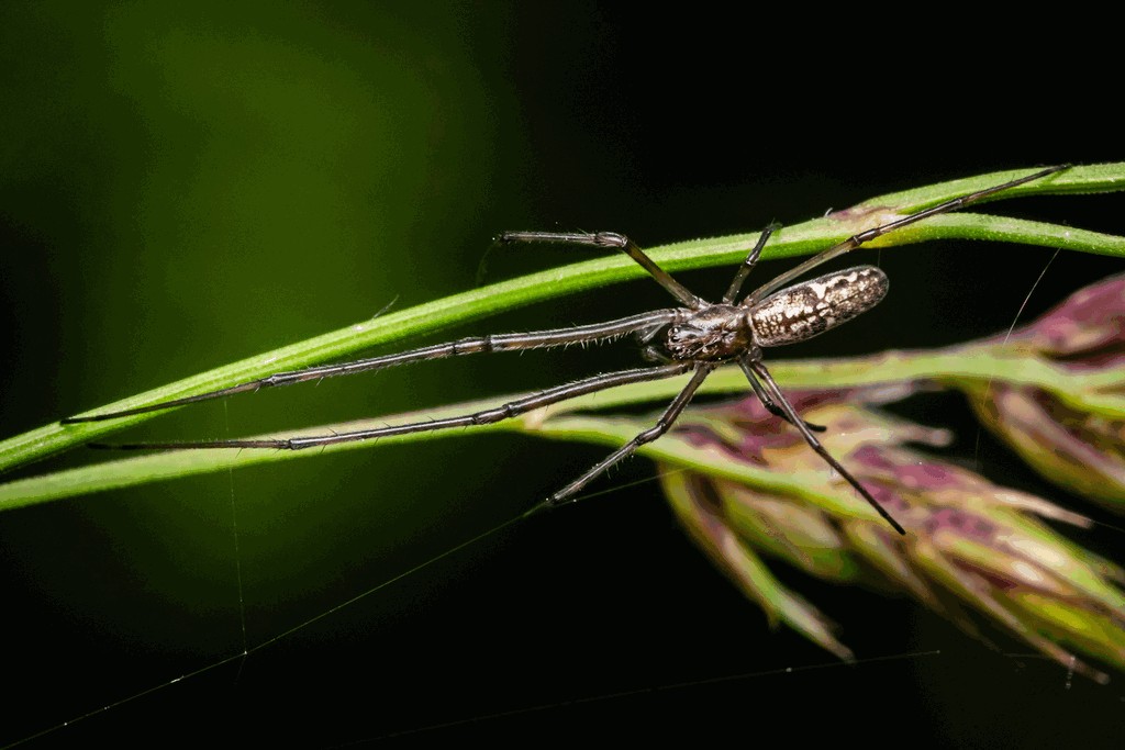 Tetragnatha_nigrita-4.jpg
