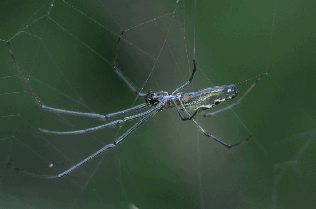Tetragnatha_nigrita-5.jpg