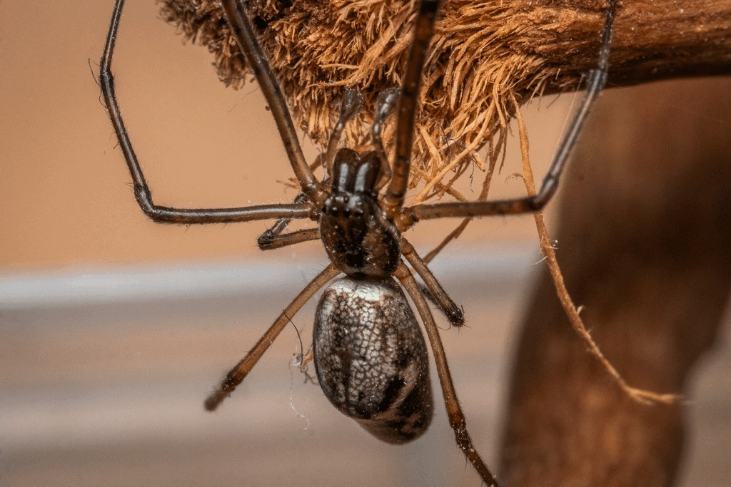 Tetragnatha_nigrita-6.jpg