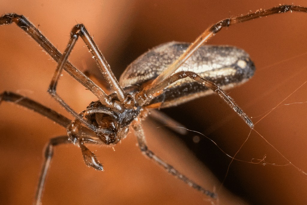 Tetragnatha_nigrita-7.jpg