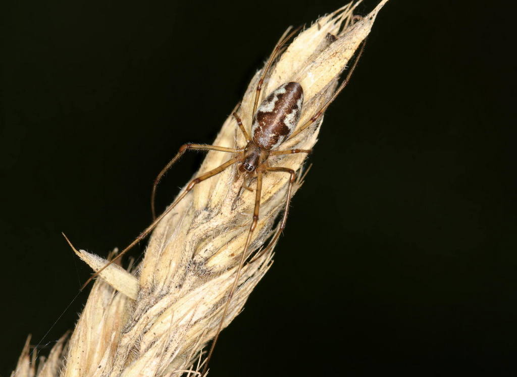 Tetragnatha_obtusa-1.jpg