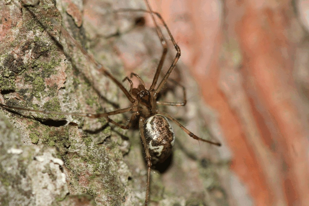 Tetragnatha_obtusa-2.jpg
