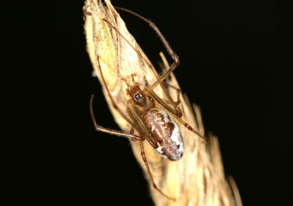 Tetragnatha_obtusa-3.jpg