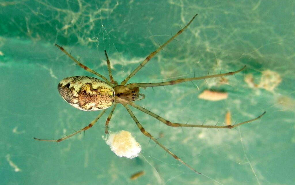 Tetragnatha_obtusa-4.jpg