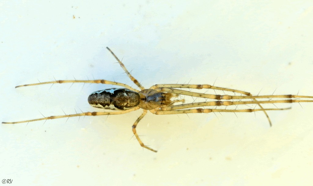 Tetragnatha_obtusa-5.jpg